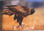 golden eagle